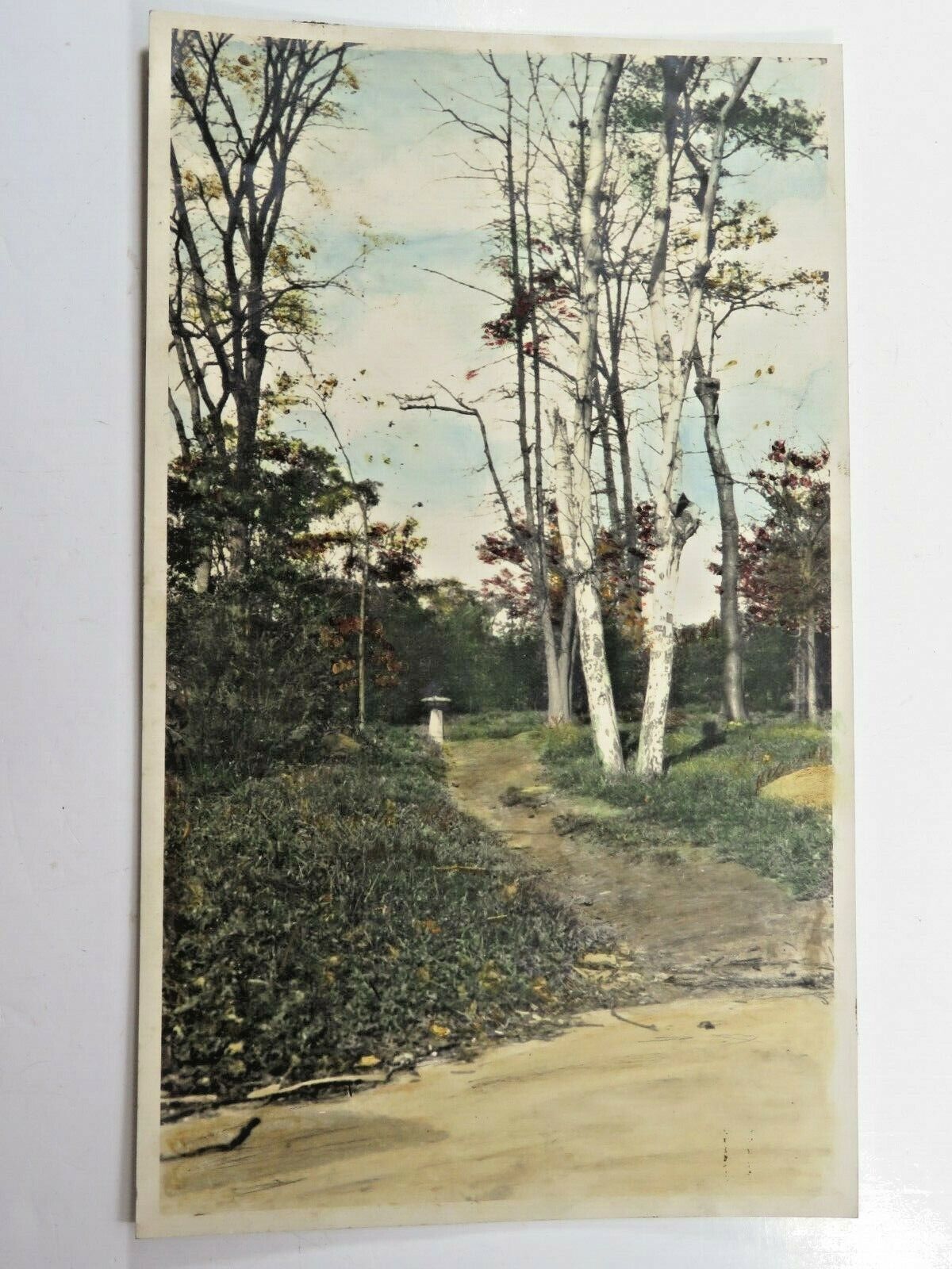 Antique Original Photograph By C W Chamberlin Cleveland OH Birch Tree Path A7725