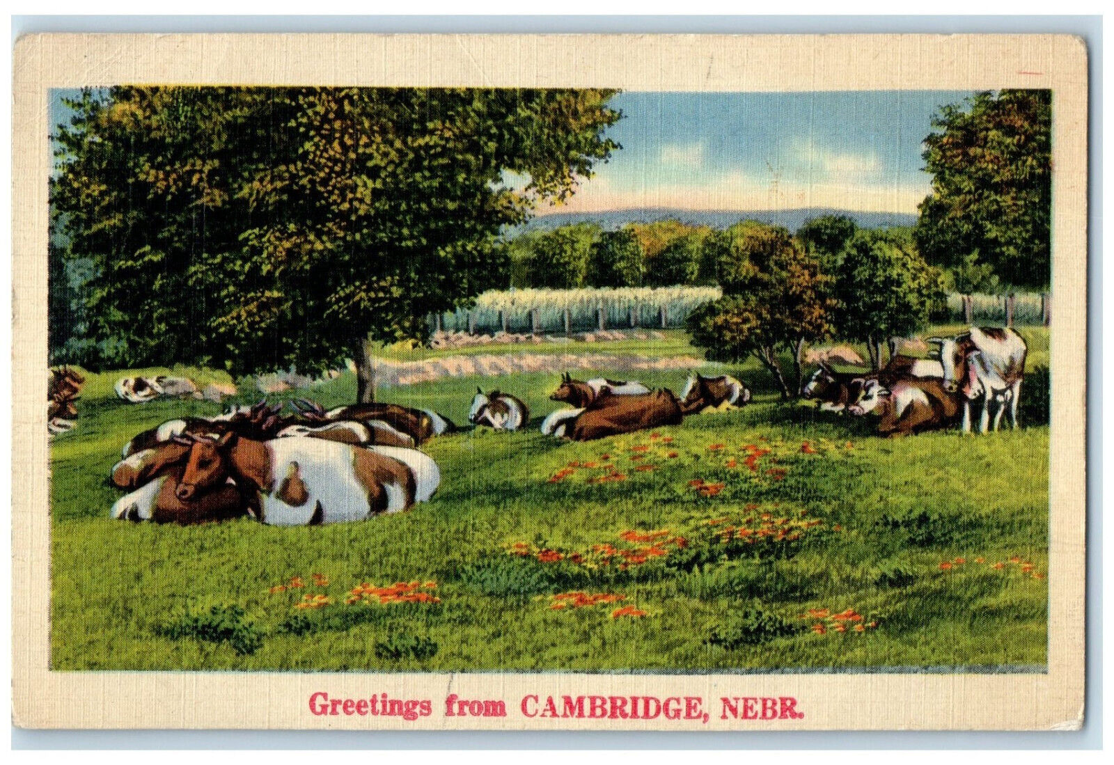 c1940's Greetings from Cambridge Nebraska NE Cows in Grasses Unposted Postcard