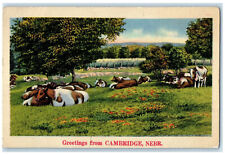 c1940's Greetings from Cambridge Nebraska NE Cows in Grasses Unposted Postcard picture