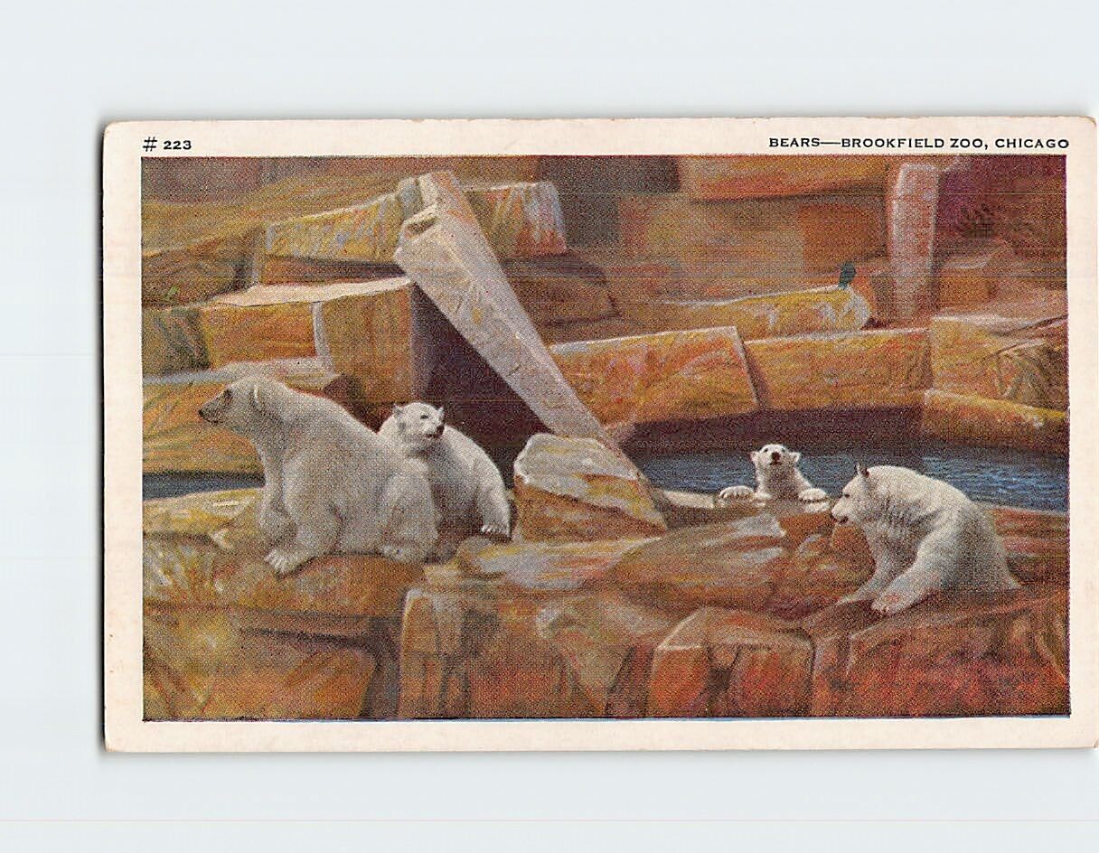 Postcard Bears Brookfield Zoo Chicago Illinois USA North America