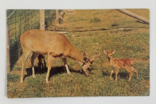 Bill Green's Rare Bird and Animal Farm Fairlee Vermont Postcard Posted 1969 picture