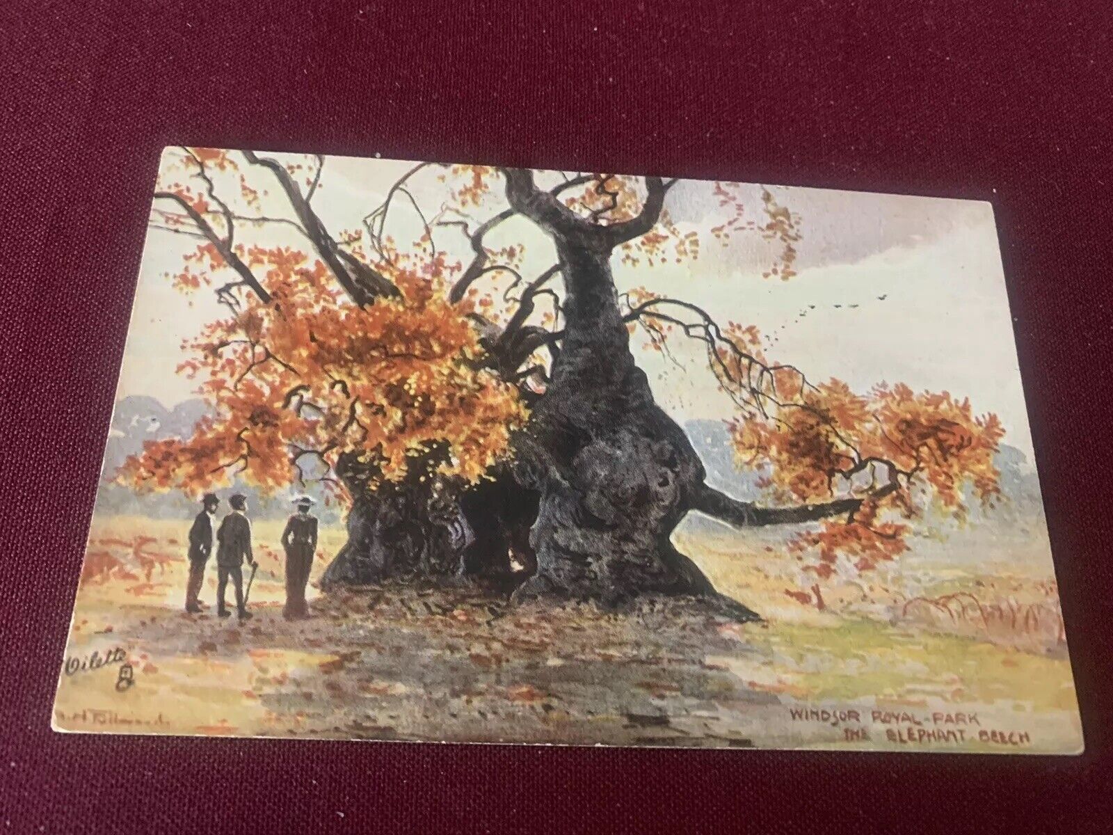 Rare The Elephant Beech Elephant Tree ￼Tuck Postcard Windsor Royal Park Unposted