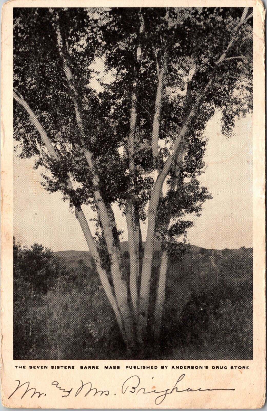 Barre MA-Massachusetts, The Seven Sisters, Tree, Scenic, Vintage Postcard