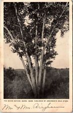 Barre MA-Massachusetts, The Seven Sisters, Tree, Scenic, Vintage Postcard picture