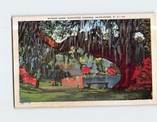 Postcard Spanish Moss Middleton Gardens Charleston South Carolina USA picture