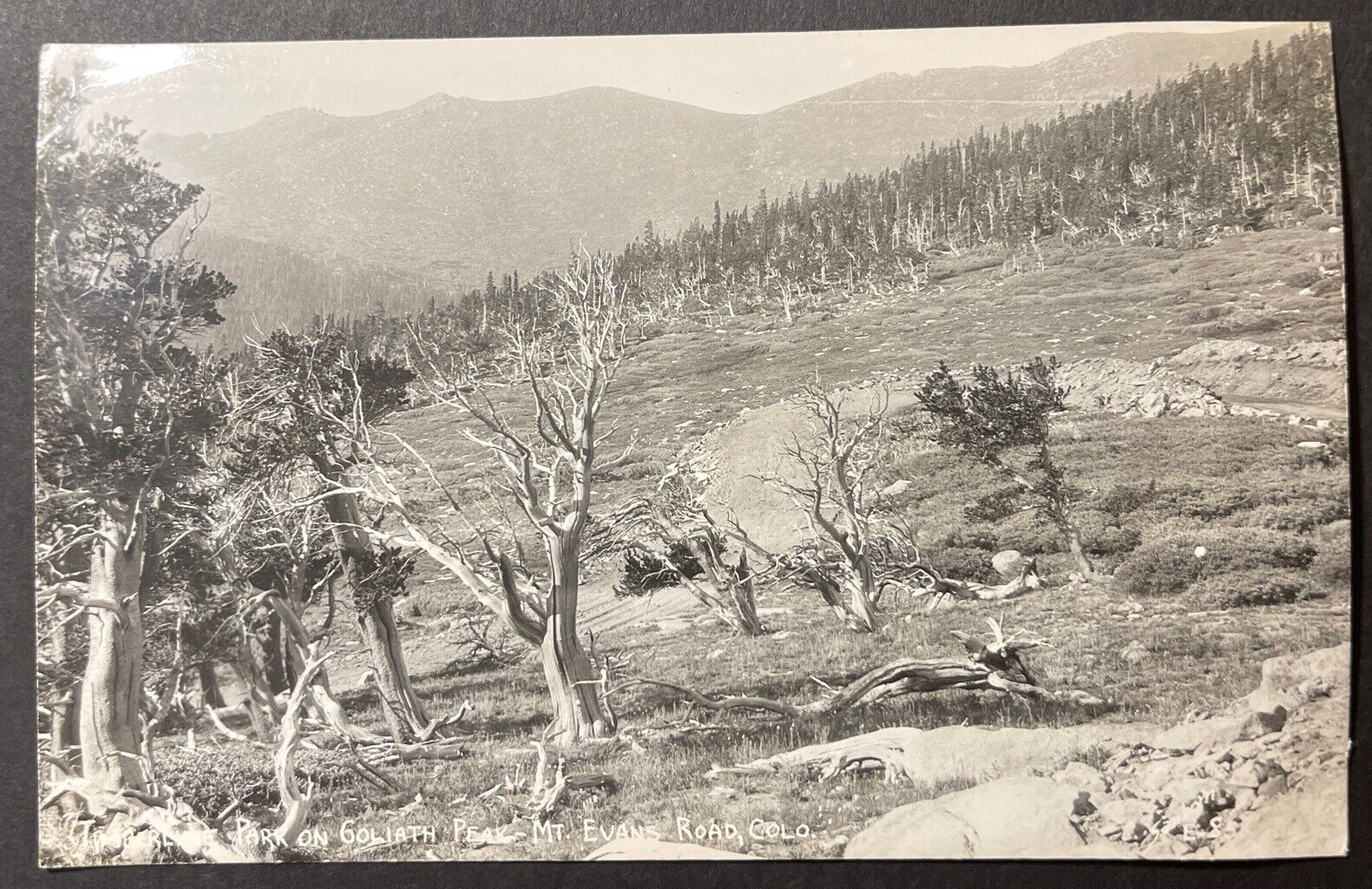 Timberline Park on Goliath Peak Mt Evans Road Colorado RPPC Sanborn E-858 1949