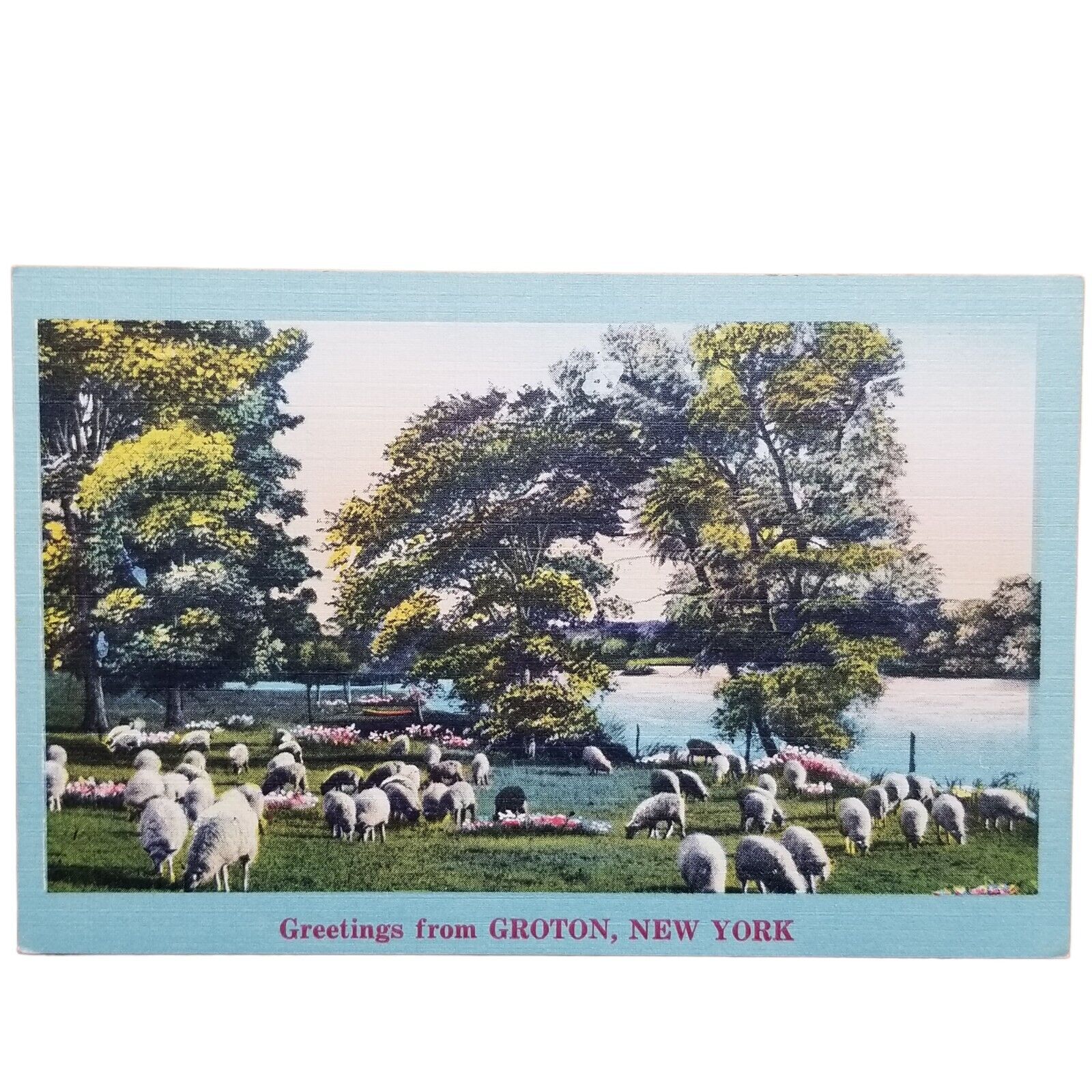 Groton New York NY Sheep Lamb Farm Flowers Pond Lake Grazing Postcard Vtg Linen