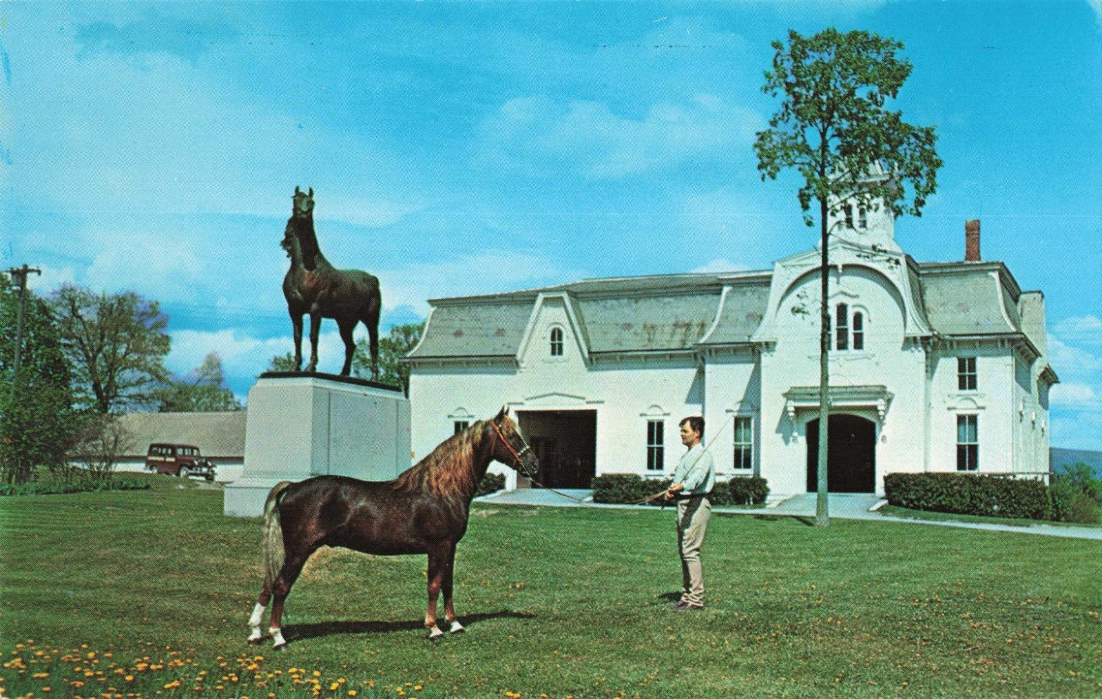 Weybridge VT, University of Vermont, Morgan Horse Farm, Vintage Postcard
