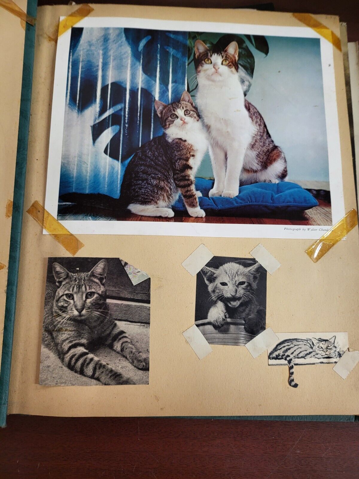 Vintage Scrapbook 1930s era Cats Subject incl Lemuel Thomas Prints #2809