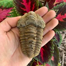 Flexicalymene Moroccan Trilobites ONE (1) - Morocco 400 Mill Yrs. picture