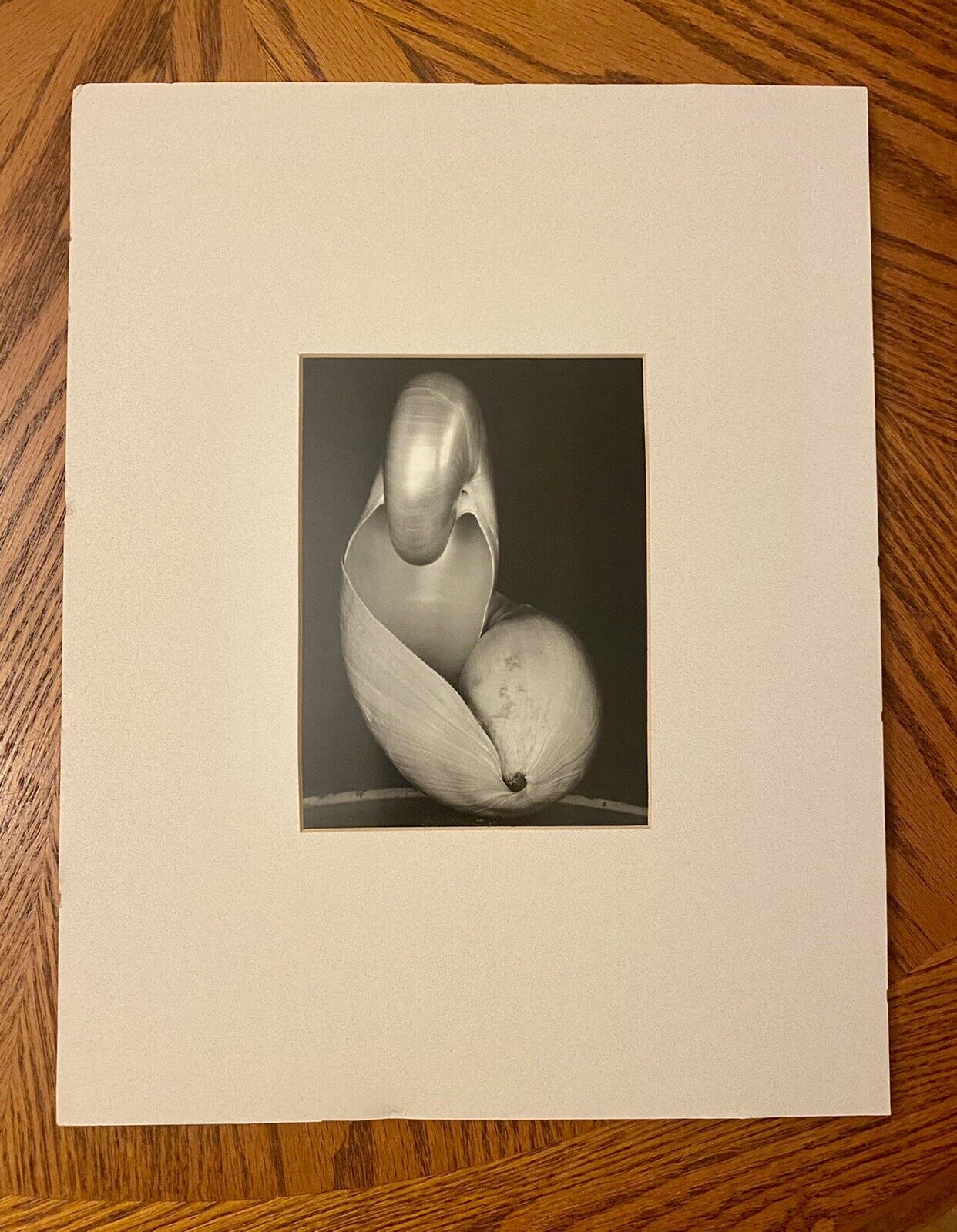 Edward Weston Shells - 1927 (Set Of Two Matted Prints)