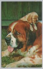 Animal~St Barnard & Puppy @ Barn~Vintage Postcard picture