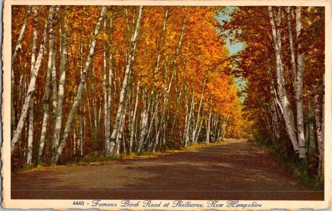 postcard Famous Birch Road At Shelburne New Hampshire A16