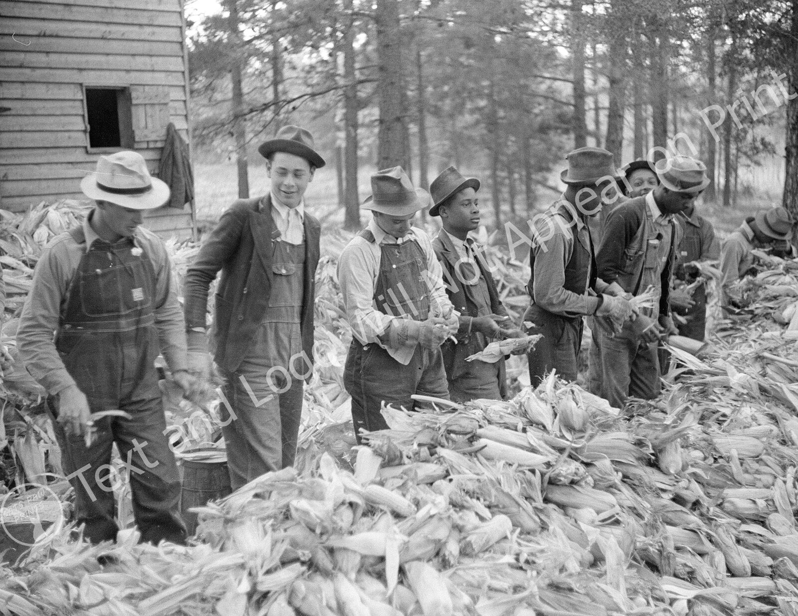 1939 Men Shucking Corn, Granville County, NC Old Photo 8.5\