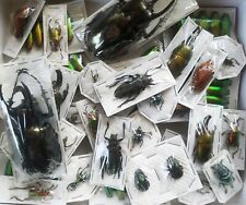 REAL BEETLE MIX Assortment of 5 tropical beetles from Thailand, Indonesia, Peru picture