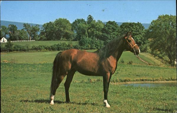 Shaftsbury,VT Arabian Stallion Bennington County Vermont Chrome Postcard Vintage
