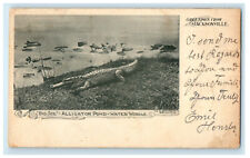 1903 Big Joe Alligator Greetings from Jacksonville, Vergennes VT Postcard picture