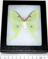 Actias luna REAL FRAMED GREEN NORTH AMERICAN LUNESTA MOTH picture