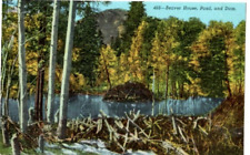 Beaver Dam ,Pond, and Dam Postcard Sanborn Souvenir Linen Unposted picture