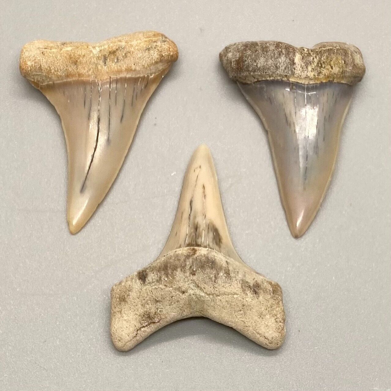 Group of 3 Gorgeous Fossil Extinct Mako Shark Teeth - Bakersfield, CA