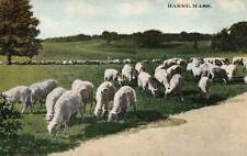 Barre Massachusetts MA Sheep Grazing In Field Vintage Postcard  picture