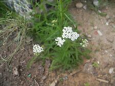 2 Ounces Of Dried & Sifted White Yarrow Leaf & Flower From East Arizona picture