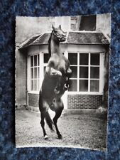 10/1258-Orne Le Haras du Pin Acrobat French Trotter picture