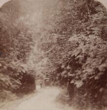 1900 ST. ANNS JAMAICA WEST INDES FERN GULLY CARRIAGE UNDERWOOD STEREOVIEW 33-71 picture