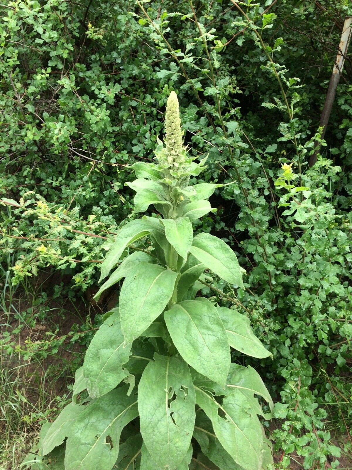 4000+ (1g) Mullein(Verbascum Thapsus) Seeds From East Arizona
