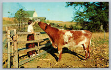 Greetings From West Milton Ohio Farmhouse Cow 1950s Vintage Postcard A5 picture