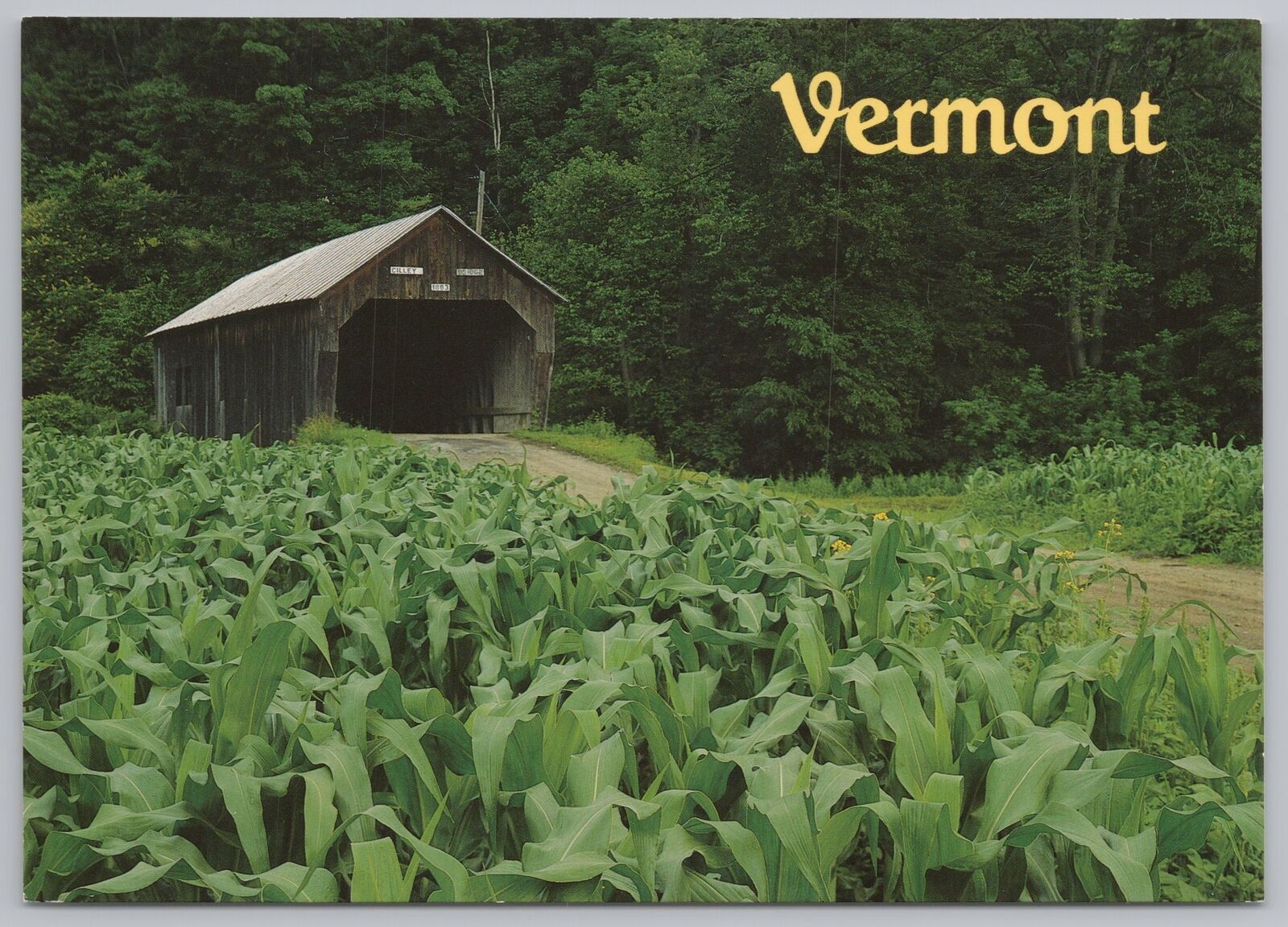 Vermont Scenics~Beautiful Greens Grow Alongside Trail Of Cilley Bridge Road~CT