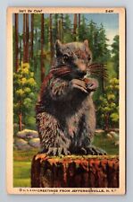Jeffersonville NY-New York, Greetings Squirrel Eating, Vintage c1942 Postcard picture
