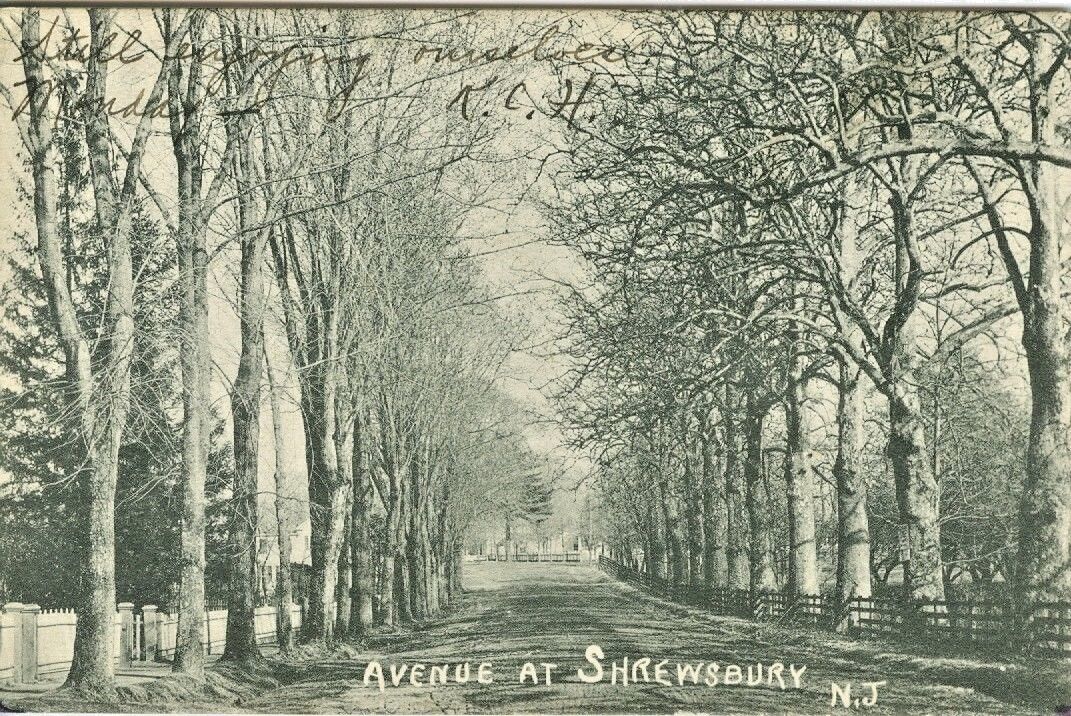 Shrewsbury NJ Tree Lined Sycamore Avenue 1906