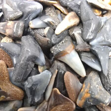 30 Fossilized Shark Teeth (15 River/15 Beach) +1 Shark Tooth Necklace + Bonus  picture