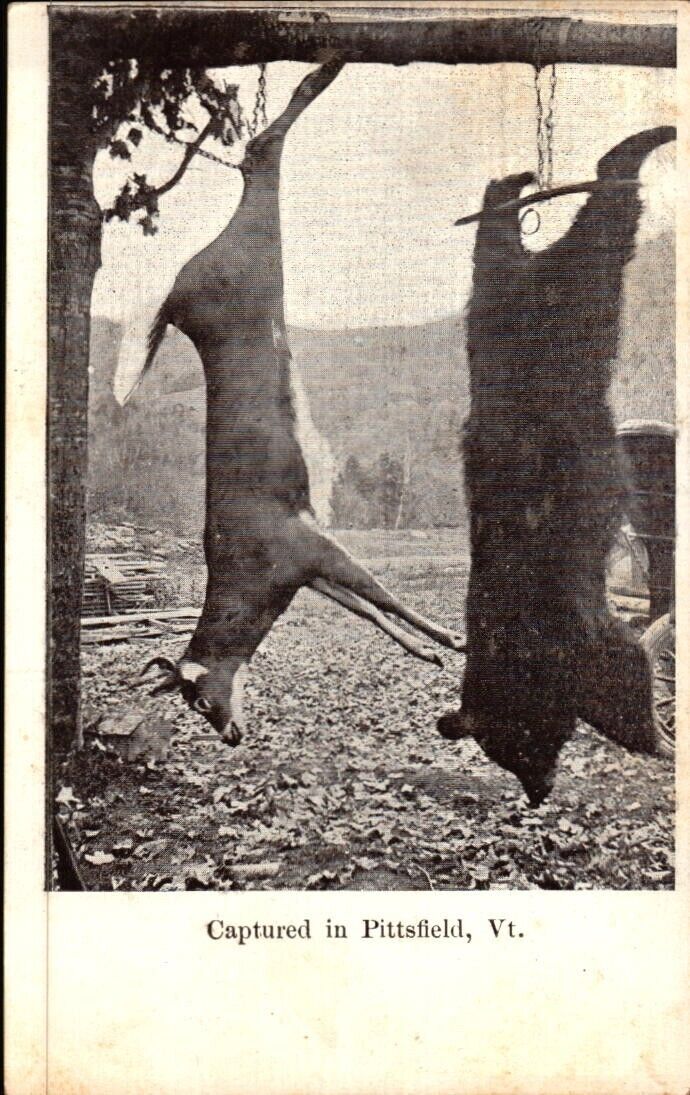 Antique Postcard Deer & Bear Shot In Pittsfield VT