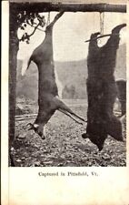 Antique Postcard Deer & Bear Shot In Pittsfield VT picture