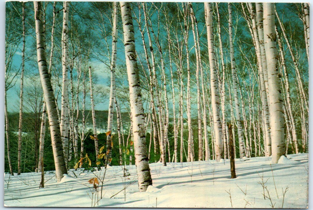 Postcard - White Birches in Weathersfield, Vermont