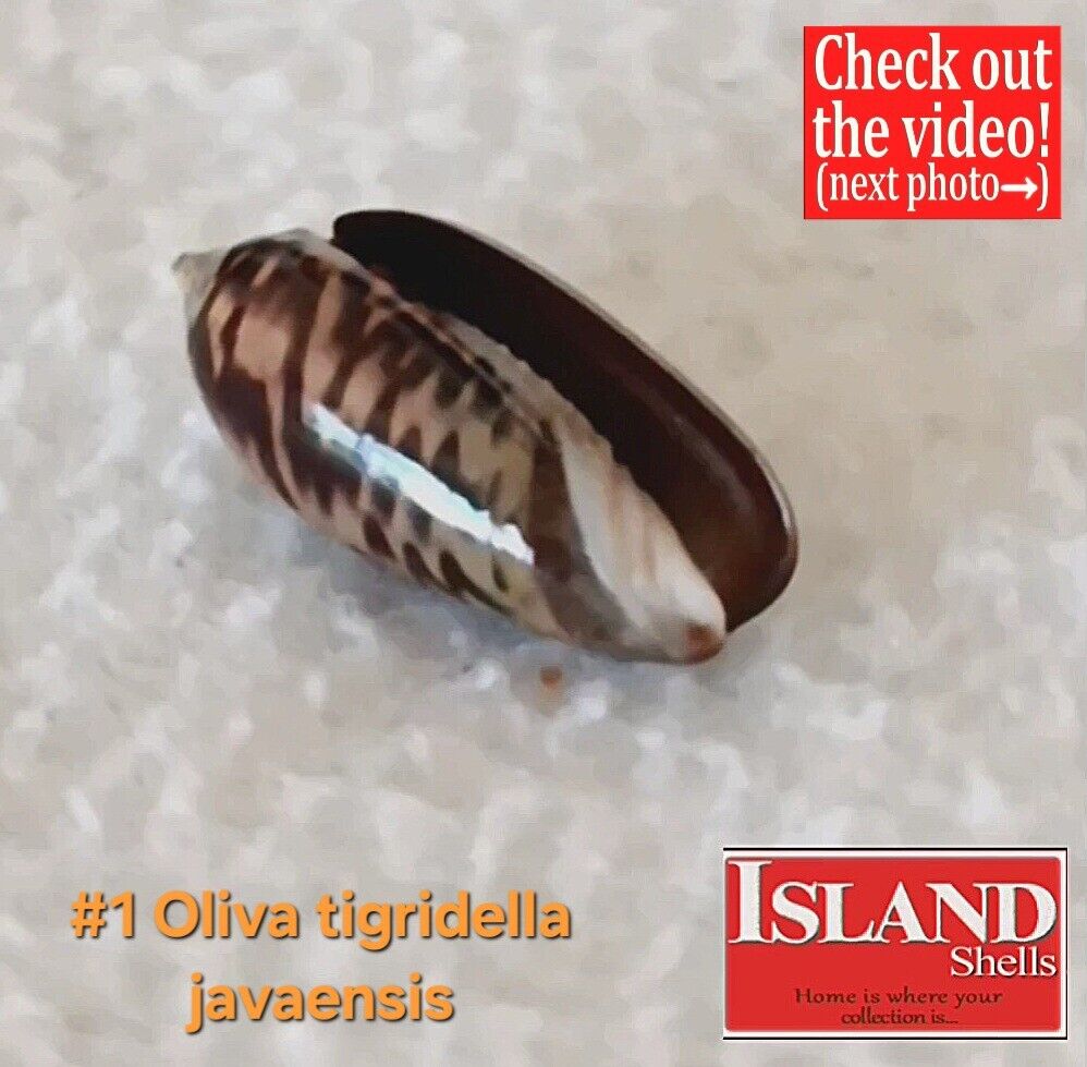 GEM Oliva tigridella javaensis #1 24.8mm GORGOEUS BEAUTY from East Java