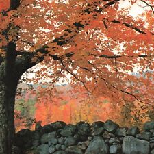 Old Stone Fences Settlers Autumn VT Rutland Vermont UNP Chrome Foliage Postcard picture