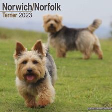 NORWICH/NORFOLK TERRIER - 2023 WALL CALENDAR - BRAND NEW - 17351 picture