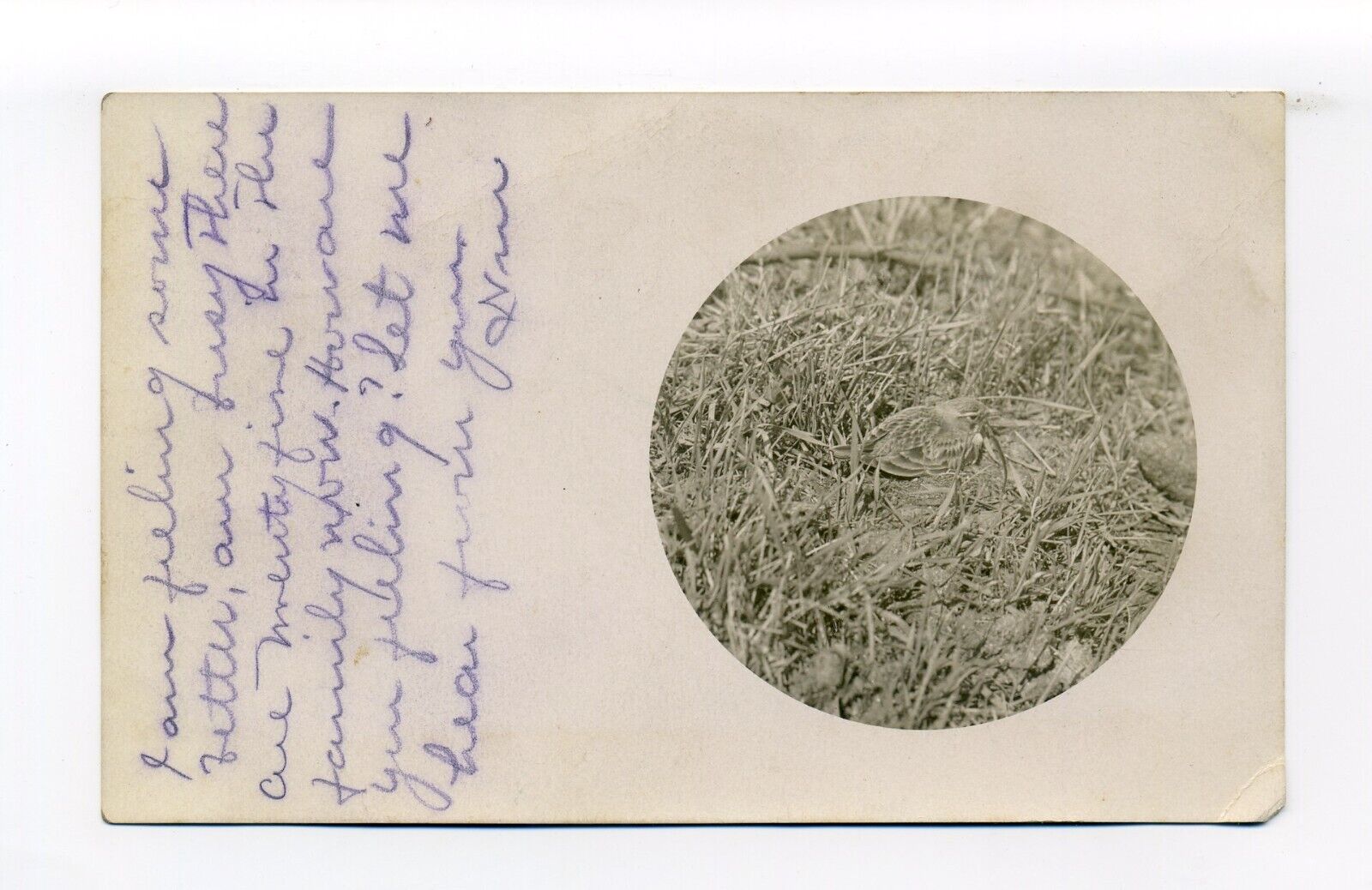 Postmark East Ryegate VT 1910 RPPC photo postcard, songbird, sparrow I think