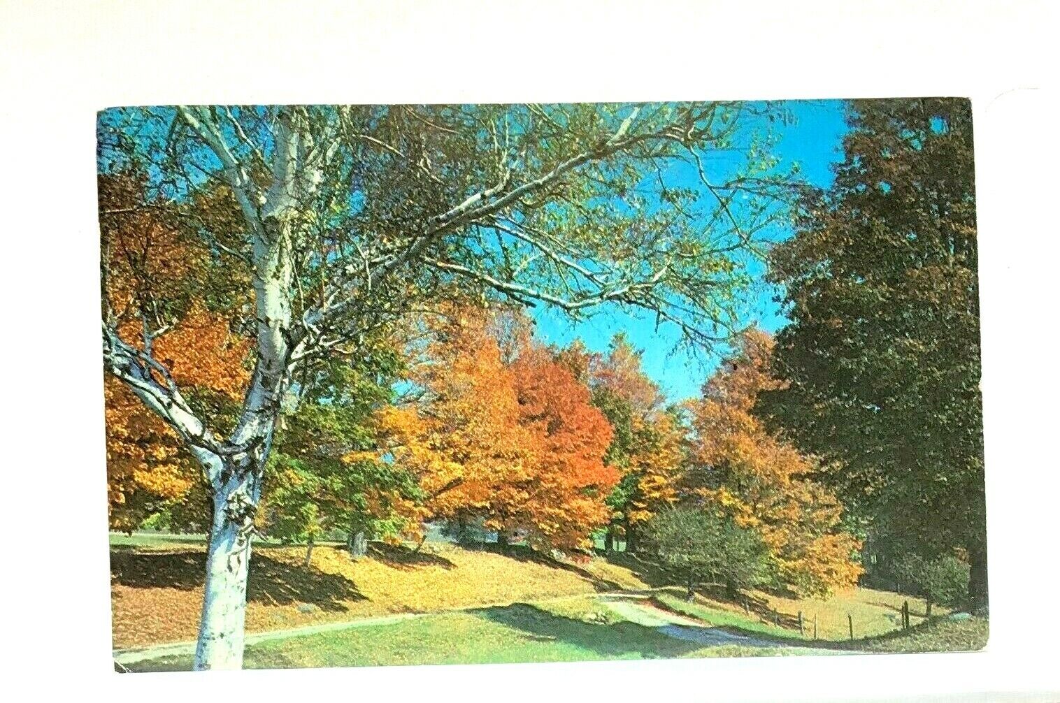 Tinmouth Vermont VT Fall Foliage On Route 140 Postcard