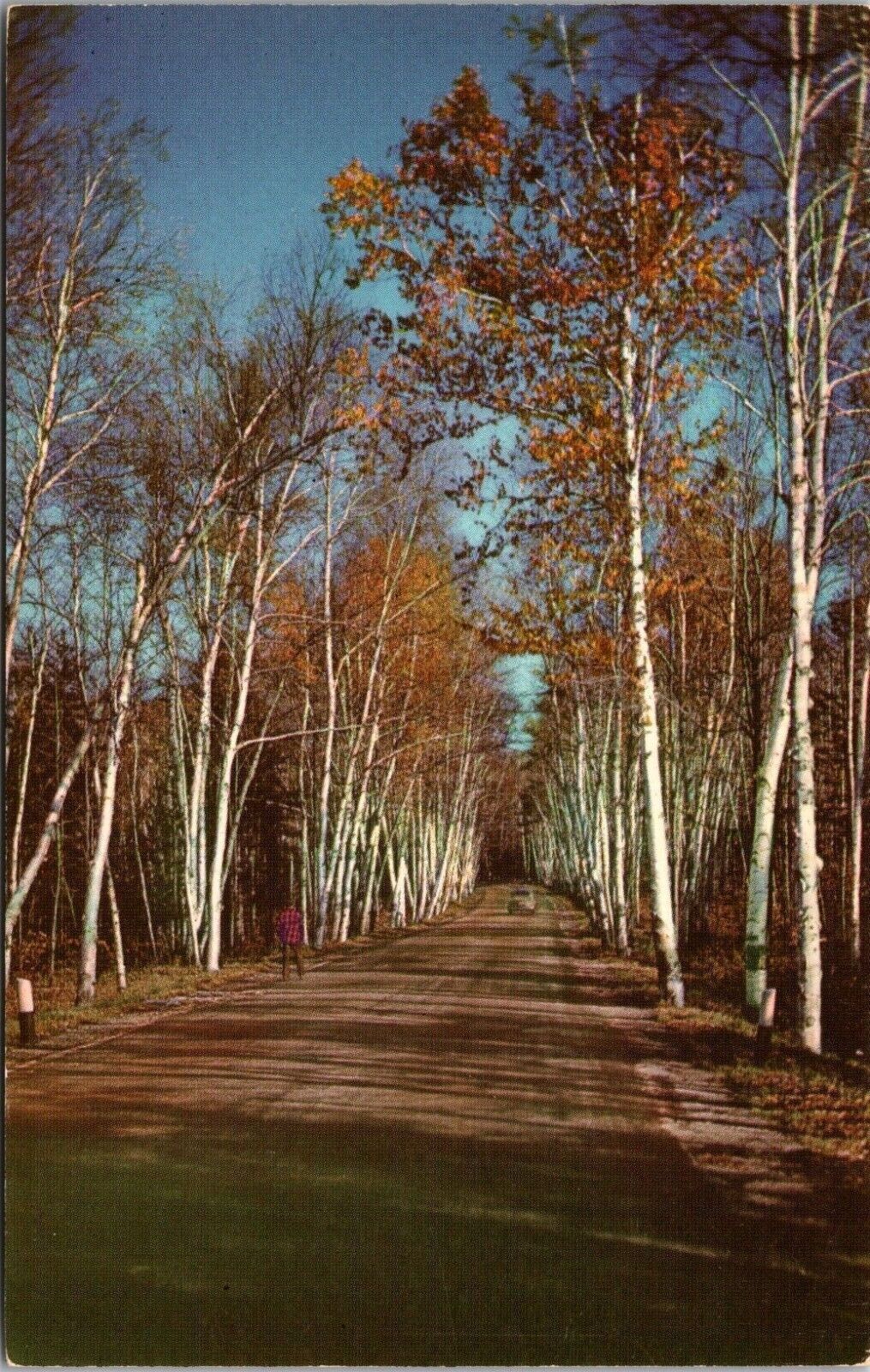 Shelburne White Mts NH Old Car Walker Road Lined Birches 1950 Teich Postcard UNP