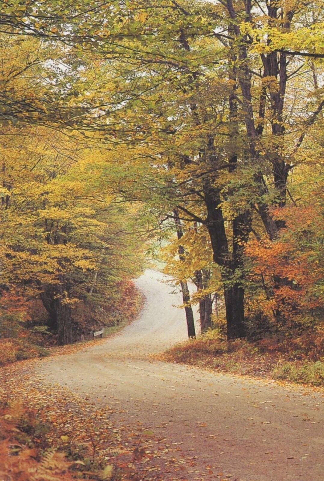 Country Road Autumn Scene Vermont VT Fall Autumnal Seasons Unused Postcard D30