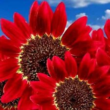 50+ RED SUN RARE SUNFLOWER SEEDS FLOWERS BEAUTIFUL TALL CUT NON-GMO HEIRLOOM USA picture