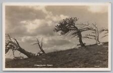 Colorado~Timberline Trees of the Rockies~Resist Strong Winds~1930s Sanborn RPPC picture