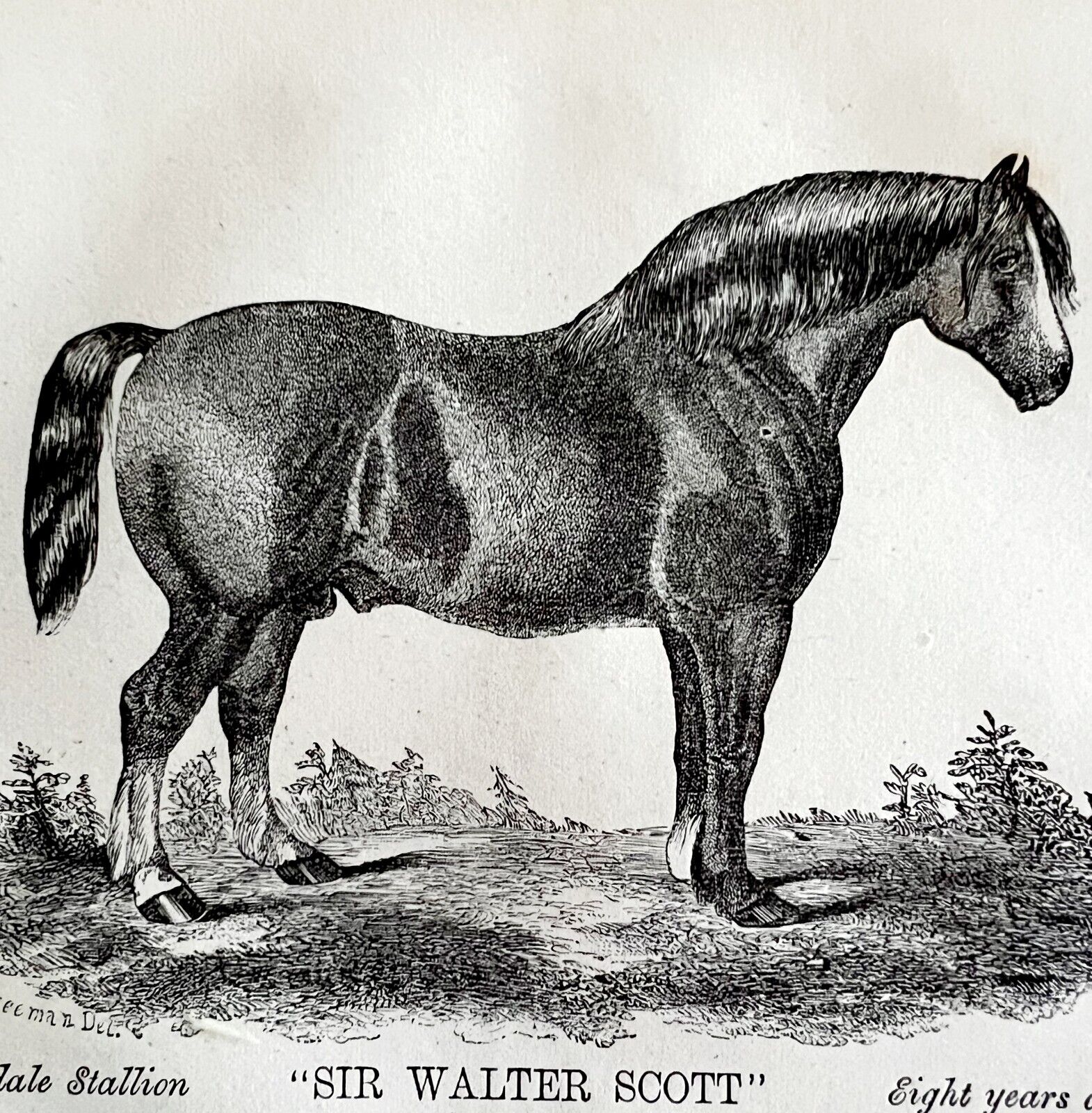 Sir Walter Scott Clydesdale Horse 1863 Victorian Duke Of Hamilton Stallion DWZ4A