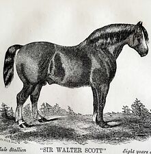 Sir Walter Scott Clydesdale Horse 1863 Victorian Duke Of Hamilton Stallion DWZ4A picture