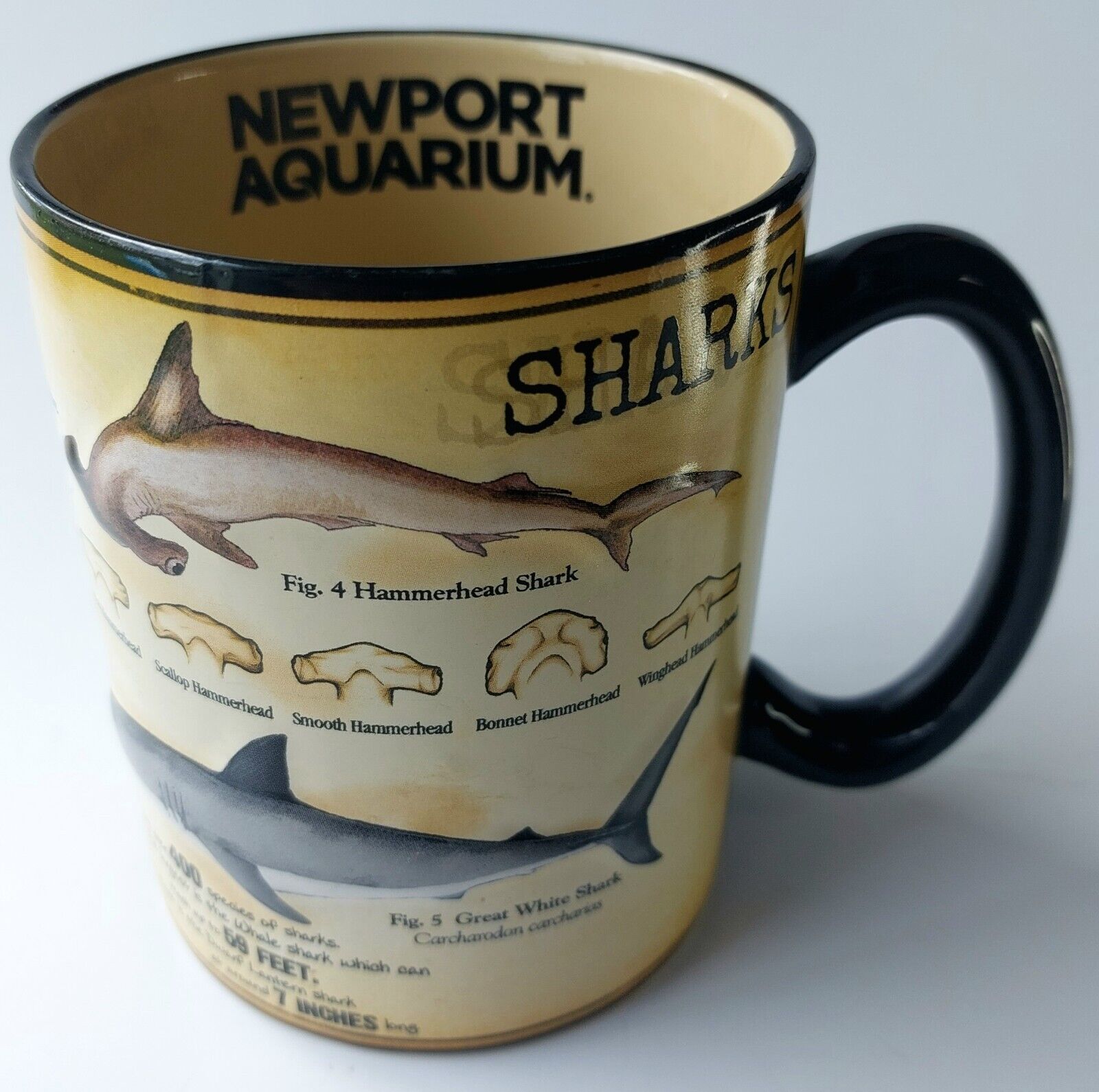 Newport Aquarium (Kentucky) Large Coffee Mug/Cup Shark Anatomy 3-D Raised 