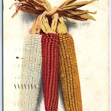 c1900s Iowa State Fair Champion Ears of Corn Postcard Competition White IA A84 picture